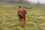 RODESIAN RIDGEBACK 165